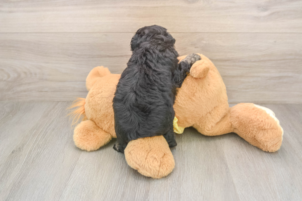 Mini Aussiedoodle Puppy for Adoption