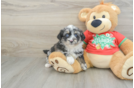 Adorable Mini Australian Shepherd X Poodle Mix Poodle Mix Puppy