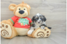 Mini Aussiedoodle Puppy for Adoption