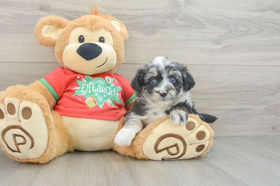 Mini Aussiedoodle Puppy for Adoption