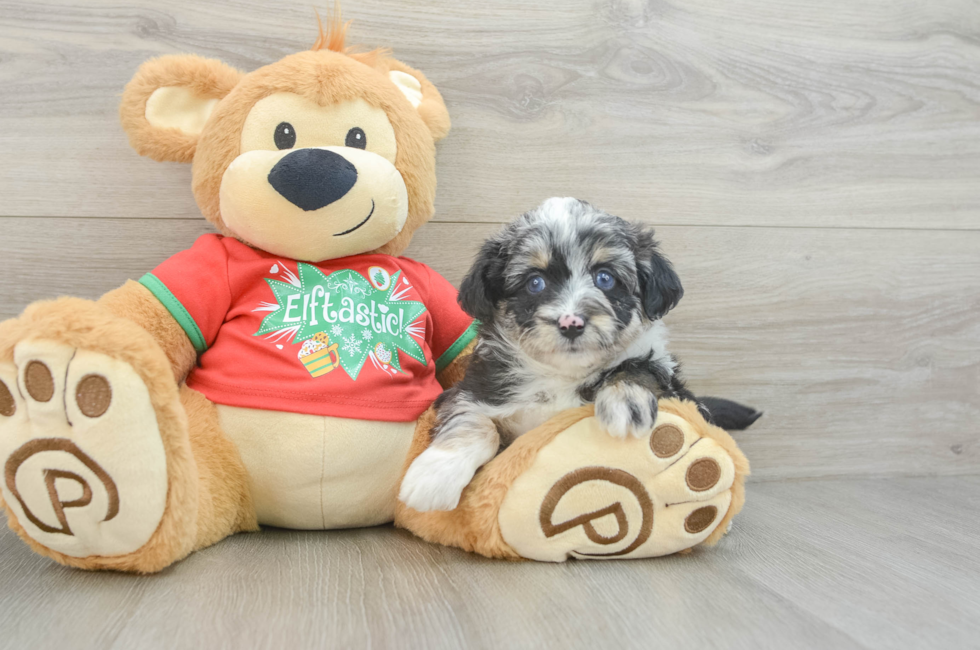 7 week old Mini Aussiedoodle Puppy For Sale - Seaside Pups