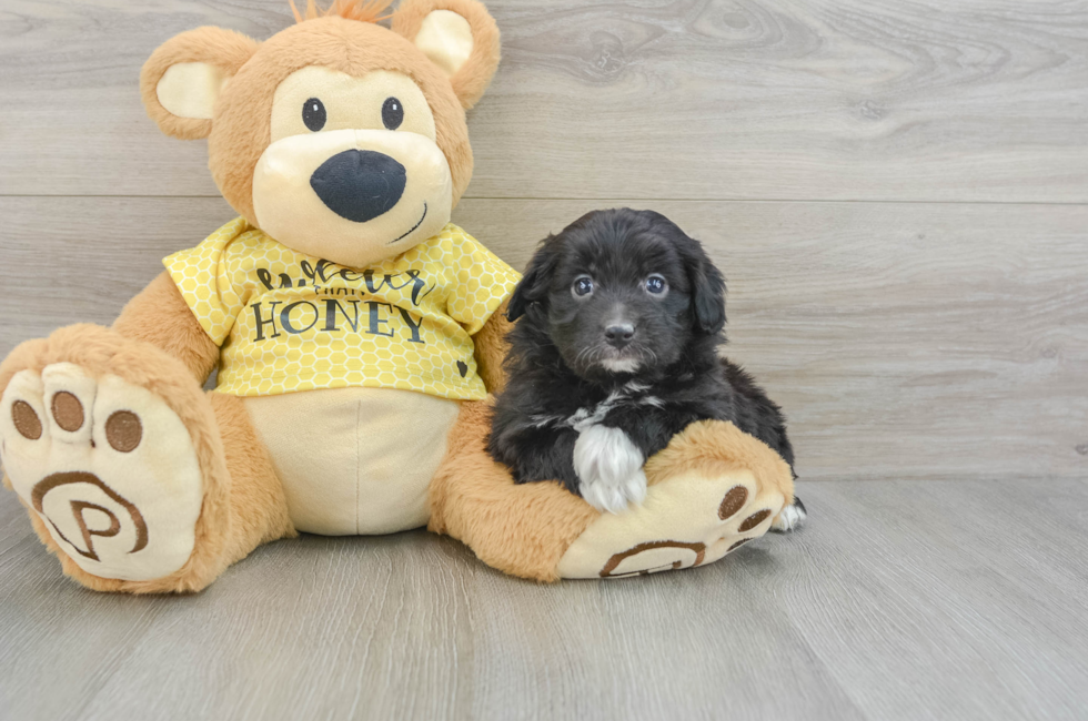 6 week old Mini Aussiedoodle Puppy For Sale - Seaside Pups