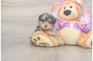 Mini Aussiedoodle Puppy for Adoption