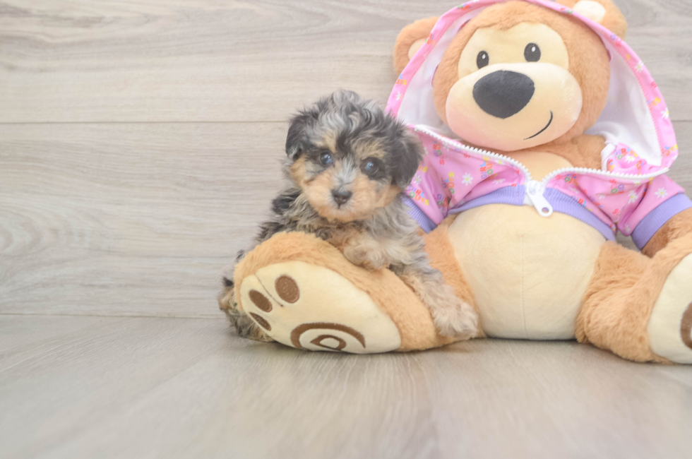 5 week old Mini Aussiedoodle Puppy For Sale - Seaside Pups