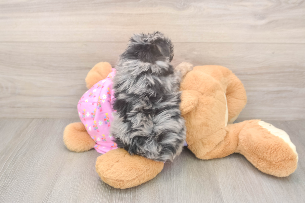 Mini Aussiedoodle Pup Being Cute