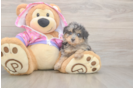 Friendly Mini Aussiedoodle Baby