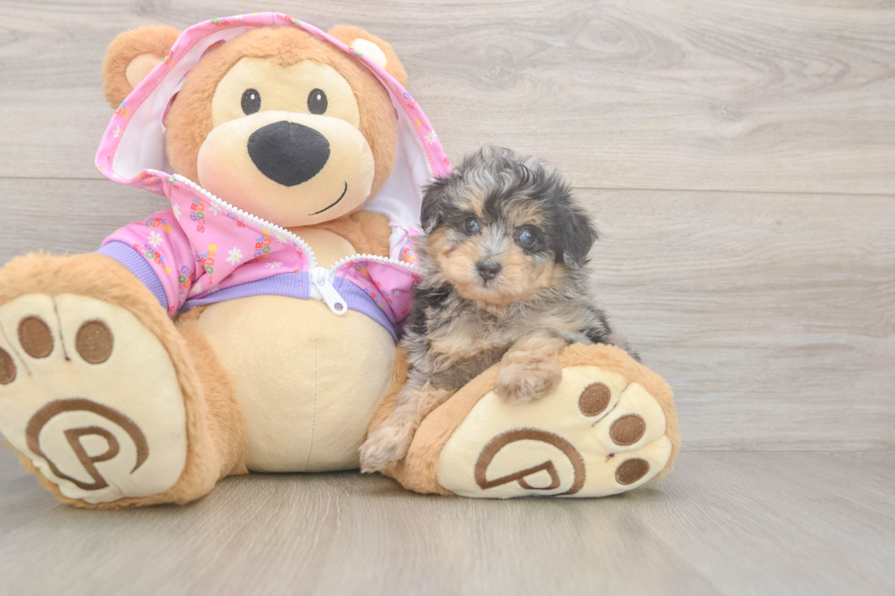 Friendly Mini Aussiedoodle Baby