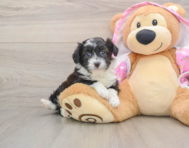 12 week old Mini Aussiedoodle Puppy For Sale - Seaside Pups