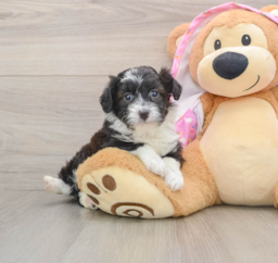 12 week old Mini Aussiedoodle Puppy For Sale - Seaside Pups