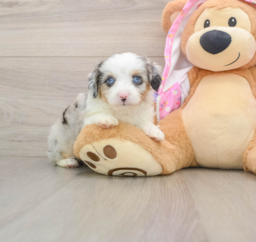 9 week old Mini Aussiedoodle Puppy For Sale - Seaside Pups