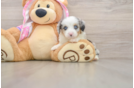 Best Mini Aussiedoodle Baby