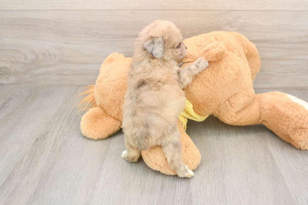 Mini Aussiedoodle Puppy for Adoption