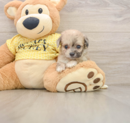 9 week old Mini Aussiedoodle Puppy For Sale - Seaside Pups
