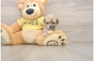 Smart Mini Aussiedoodle Poodle Mix Pup