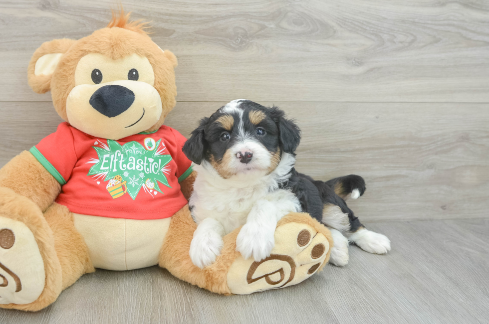 7 week old Mini Aussiedoodle Puppy For Sale - Seaside Pups