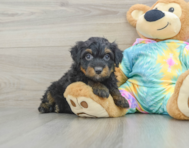 8 week old Mini Aussiedoodle Puppy For Sale - Seaside Pups