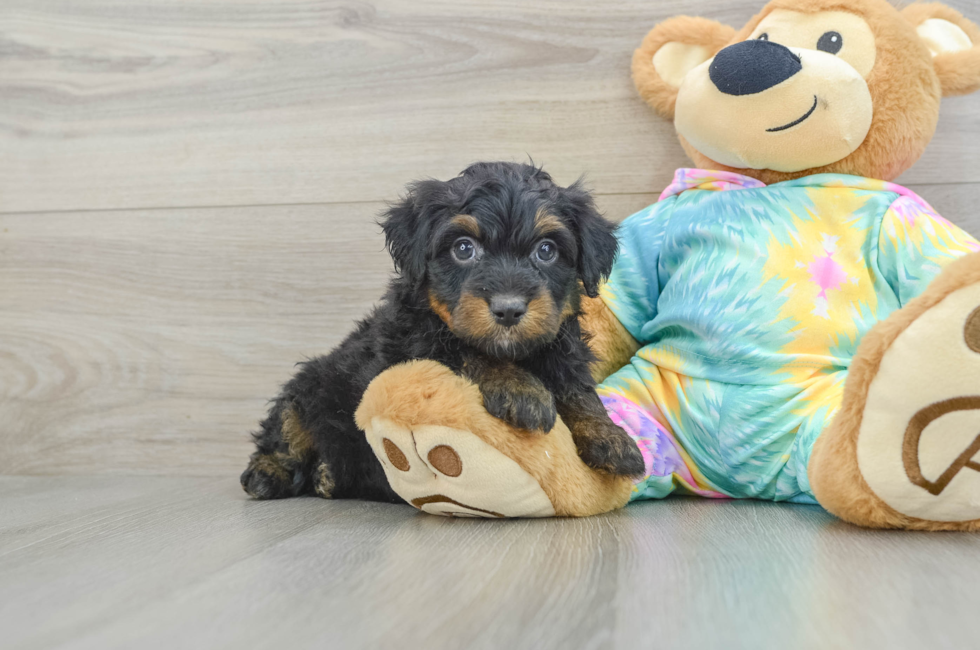 6 week old Mini Aussiedoodle Puppy For Sale - Seaside Pups