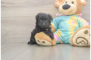 Cute Mini Aussiedoodle Baby