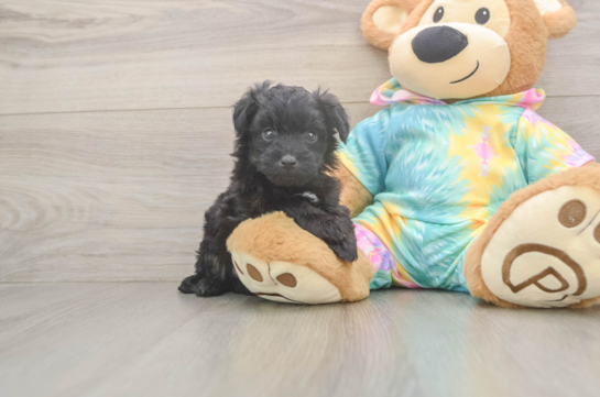Cute Mini Aussiedoodle Baby