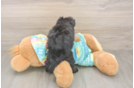 Best Mini Aussiedoodle Baby