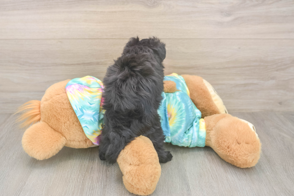 Best Mini Aussiedoodle Baby