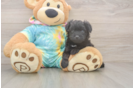 Adorable Mini Australian Shepherd X Poodle Mix Poodle Mix Puppy