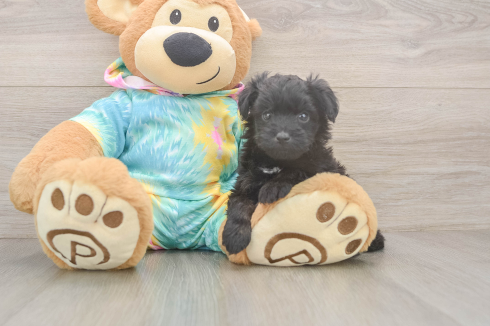 Adorable Mini Australian Shepherd X Poodle Mix Poodle Mix Puppy