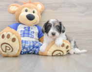 8 week old Mini Aussiedoodle Puppy For Sale - Seaside Pups