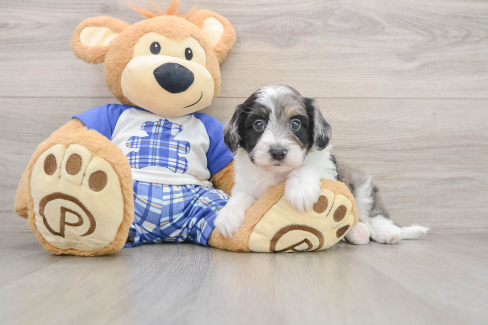 Mini Aussiedoodle Puppy for Adoption