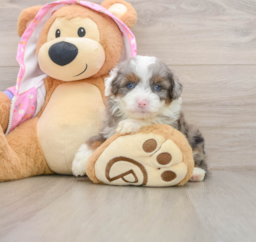 8 week old Mini Aussiedoodle Puppy For Sale - Seaside Pups