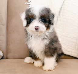 9 week old Mini Aussiedoodle Puppy For Sale - Seaside Pups