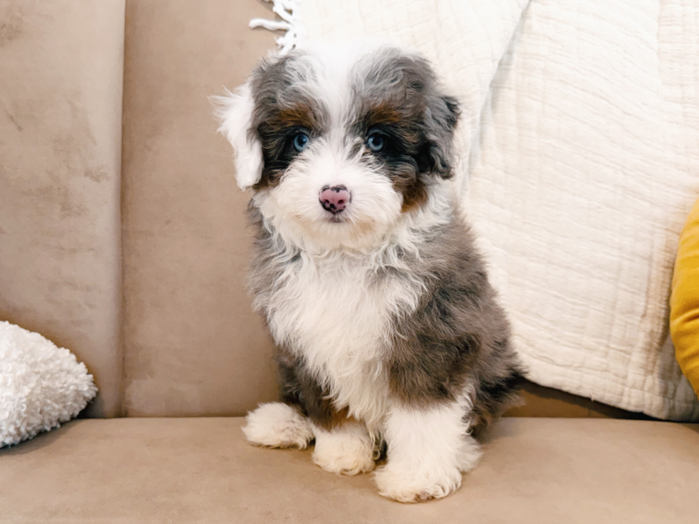 Cute Mini Aussiedoodle Poodle Mix Pup