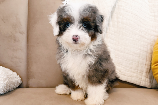 Cute Mini Aussiedoodle Poodle Mix Pup