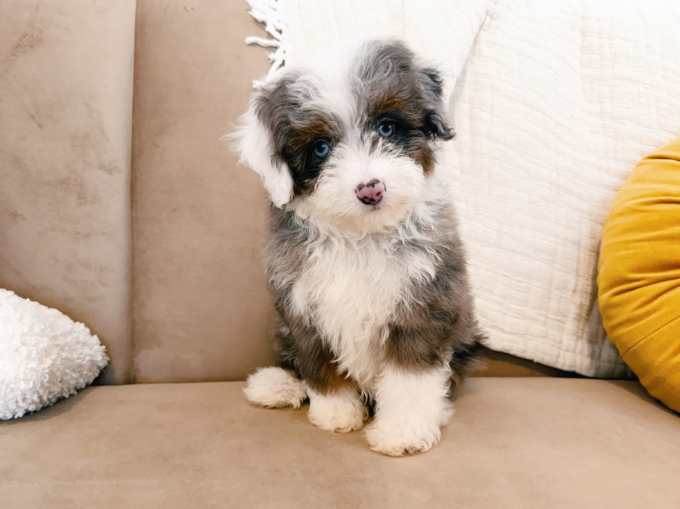 Mini Aussiedoodle Pup Being Cute