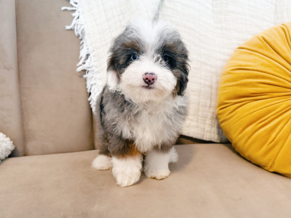 Best Mini Aussiedoodle Baby