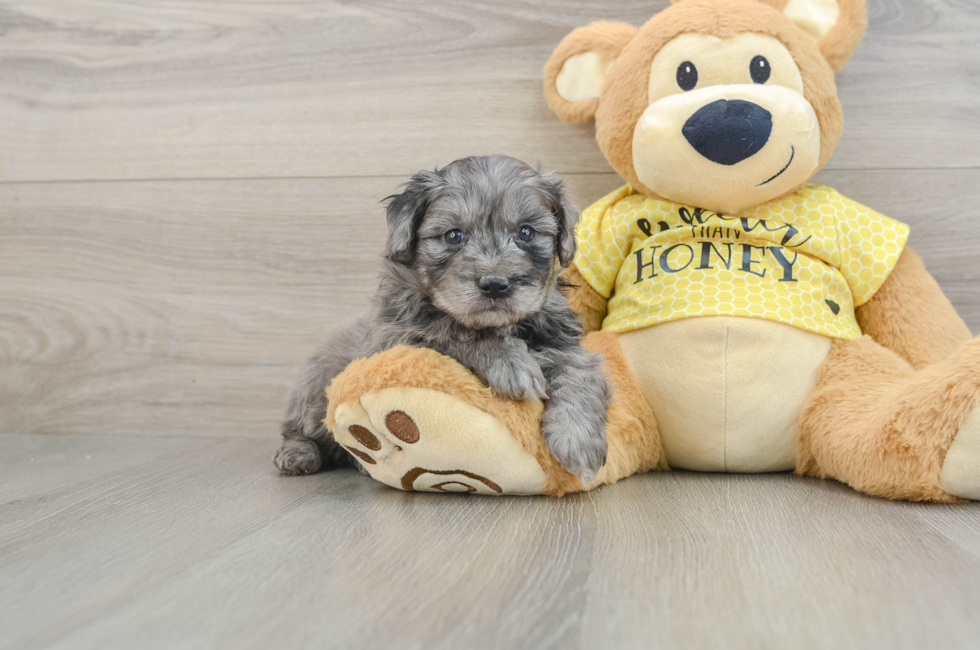 6 week old Mini Aussiedoodle Puppy For Sale - Seaside Pups