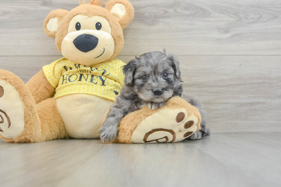 Mini Aussiedoodle Puppy for Adoption