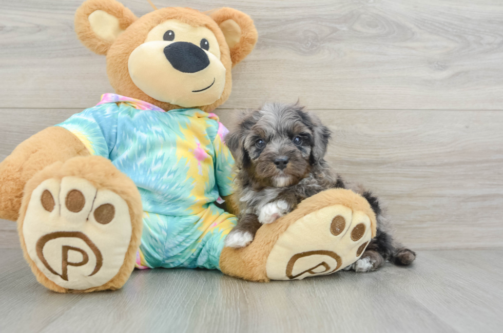 6 week old Mini Aussiedoodle Puppy For Sale - Seaside Pups