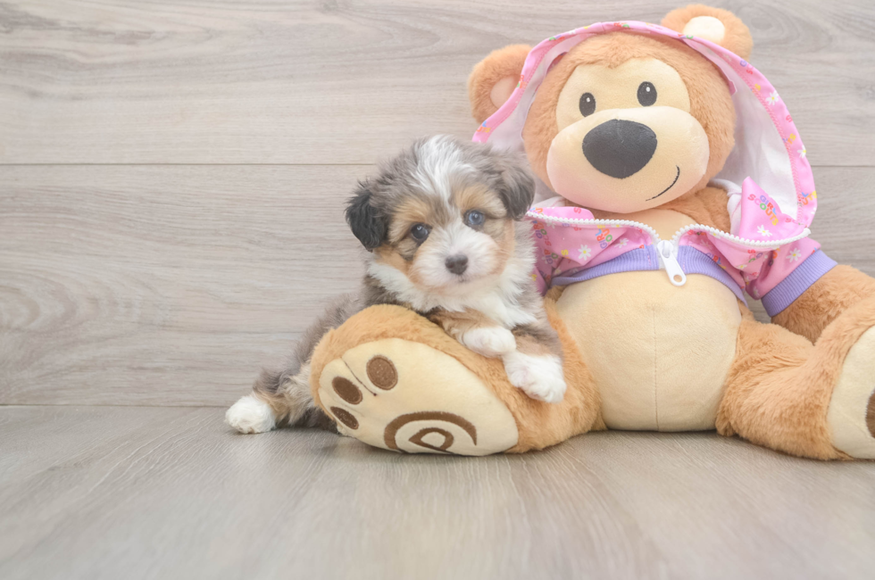 5 week old Mini Aussiedoodle Puppy For Sale - Seaside Pups