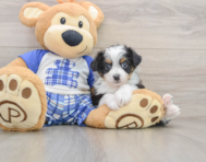 8 week old Mini Aussiedoodle Puppy For Sale - Seaside Pups