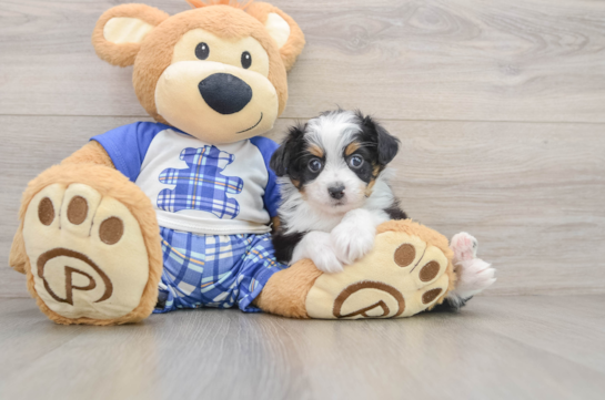 Mini Aussiedoodle Puppy for Adoption