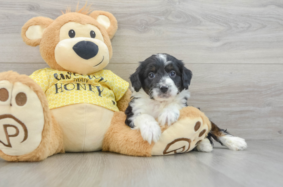 6 week old Mini Aussiedoodle Puppy For Sale - Seaside Pups