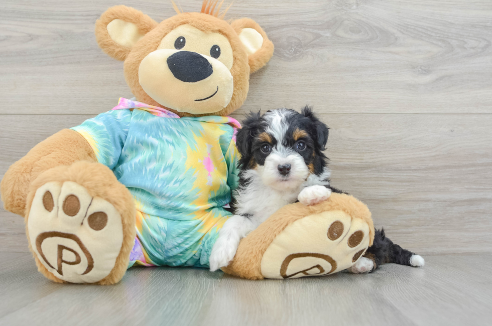 6 week old Mini Aussiedoodle Puppy For Sale - Seaside Pups