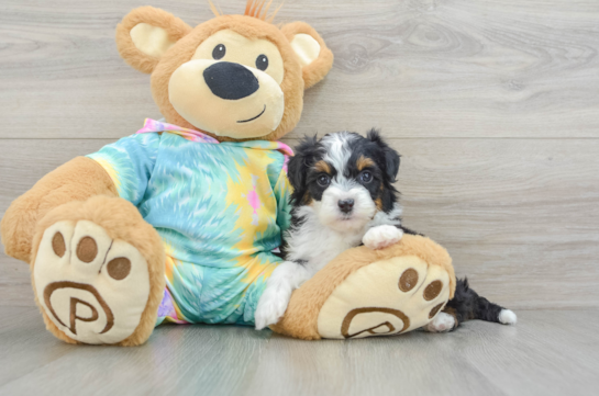 Playful Mini Aussiepoodle Poodle Mix Puppy