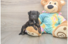 Smart Mini Aussiedoodle Poodle Mix Pup