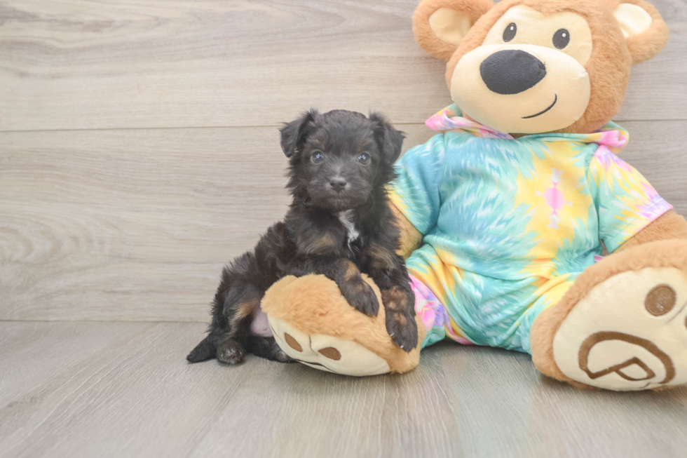 Smart Mini Aussiedoodle Poodle Mix Pup