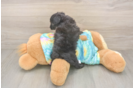 Best Mini Aussiedoodle Baby