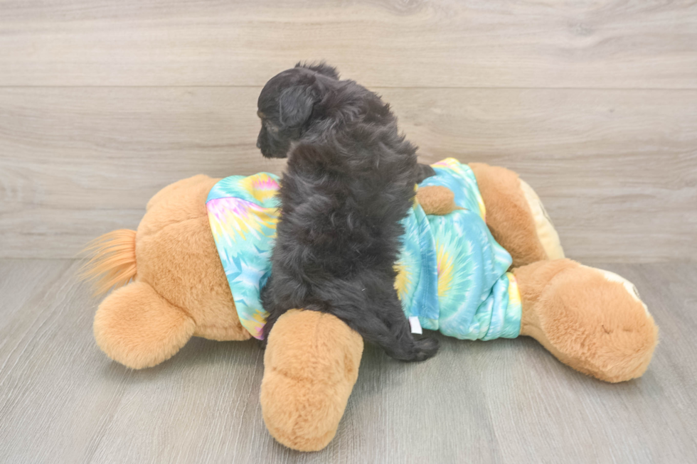 Best Mini Aussiedoodle Baby