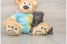 Sweet Mini Aussiedoodle Baby