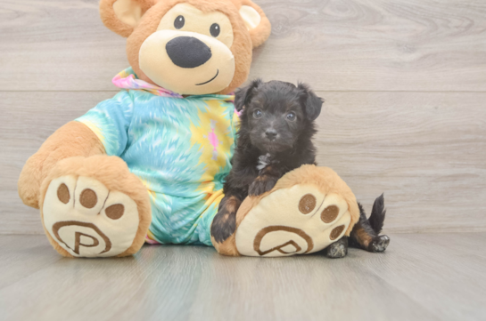 Sweet Mini Aussiedoodle Baby
